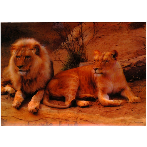3-d poster leeuwen