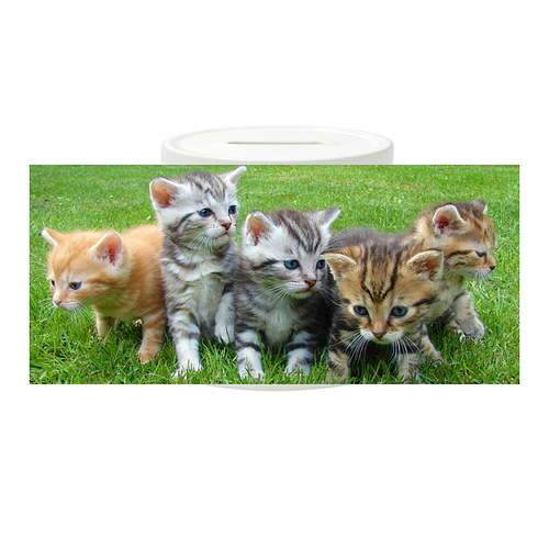 Spaarpot - Groepje Kittens op Gras