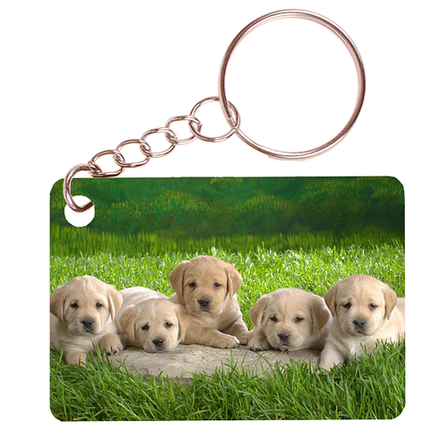 Sleutelhanger 6x4cm - 5 Golden Retreiver Pups in Gras
