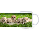 Beker - 5 Golden Retreiver Pups in Gras