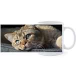 Beker - Europese Korthaar kat Tijger Liggend op Kussen