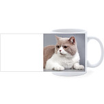 Beker - Britse Korthaar Beige/Wit Liggend