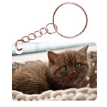 Sleutelhanger 6x4cm - Britse Langhaar Kat Bruin met Blauwe ogen