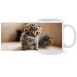 Beker - Kittens op Onderzoek-Ontdekkingstocht