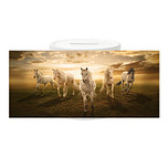 Spaarpot - Paarden Appaloosa als Groep Sunset