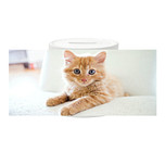 Spaarpot - Kitten Rood op Witte Bank