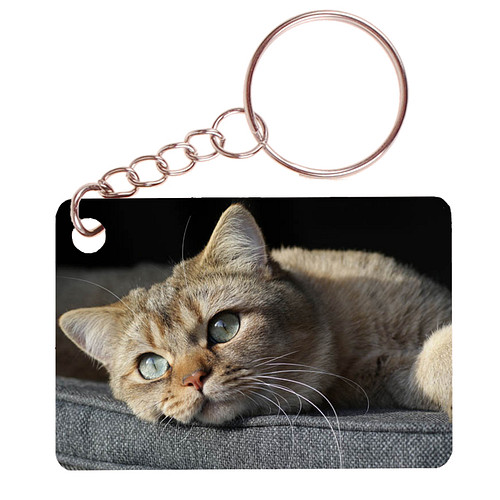 Sleutelhanger 6x4cm - Europese Korthaar kat Tijger Liggend op Kussen