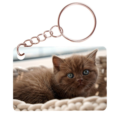 Sleutelhanger 6x4cm - Britse Langhaar Kat Bruin met Blauwe ogen