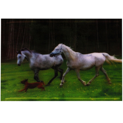 3-d poster paarden