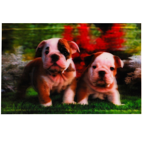3-d poster puppies