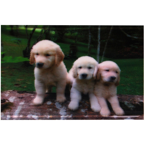 3-d poster puppies