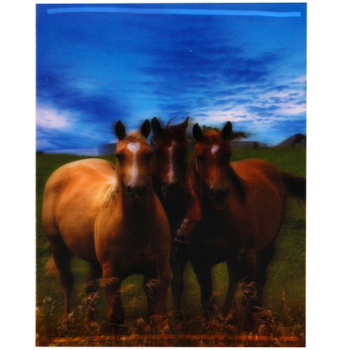 3-d poster paarden