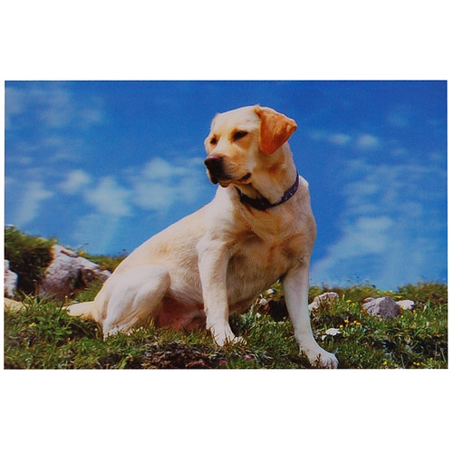 3d poster Labrador