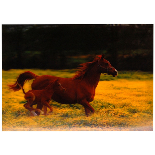 3-d poster paarden