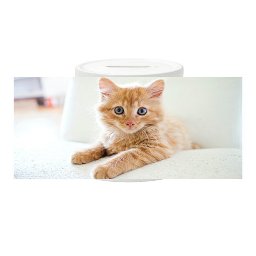 Spaarpot - Kitten Rood op Witte Bank