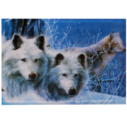  3-d poster wolven in de sneeuw 
